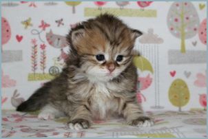 Female Siberian Kitten from Deedlebug Siberians